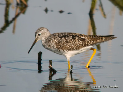 LesserYellowlegs3394b.jpg