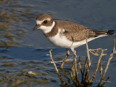 SemipalmatedPlover3978b.jpg