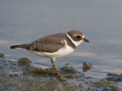SemipalmatedPlover4106b.jpg