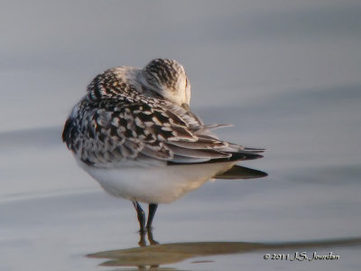 Sanderling4143b.jpg