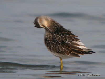 StiltSandpiper4161b.jpg