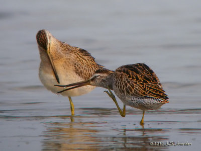 ShortbilledDowitcher4176b.jpg