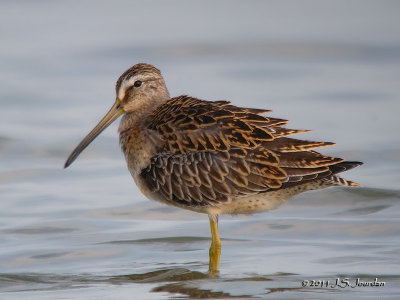 ShortbilledDowitcher4192b.jpg
