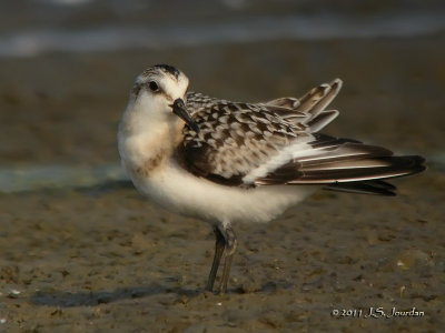 Sanderling4279b.jpg