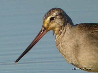 HudsonianGodwit4465b.jpg