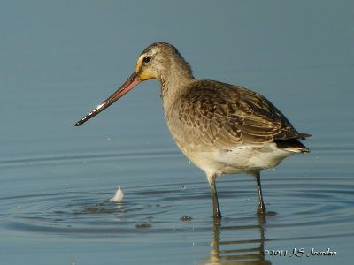HudsonianGodwit4479b.jpg