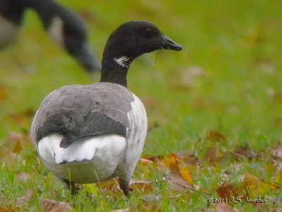 Brant4693b.jpg