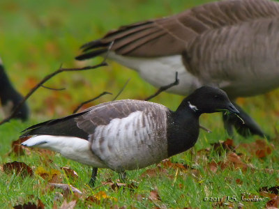 Brant4666b.jpg
