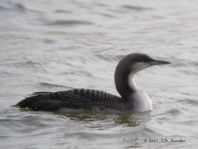 PacificLoon4904b.jpg