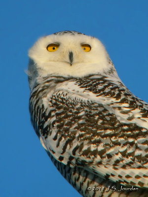 SnowyOwl5084b.jpg