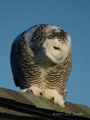 SnowyOwl5166b.jpg