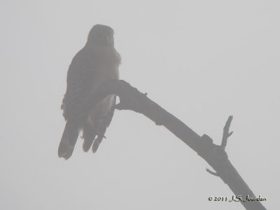 RedshoulderedHawk5291b.jpg