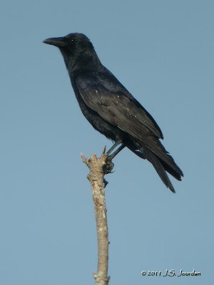 FishCrow5308b.jpg