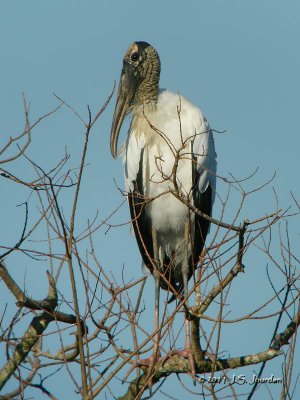 WoodStork5333b.jpg