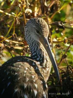 Limpkin5343b.jpg