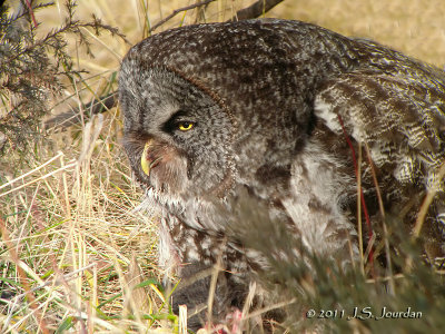 GreatGrayOwl5506b.jpg