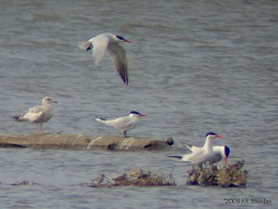 g4/37/381737/3/51849031.CaspianTern0122b.jpg