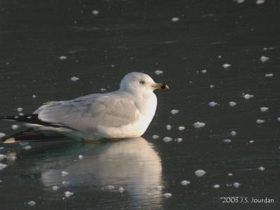 RingbilledGull0154b.jpg