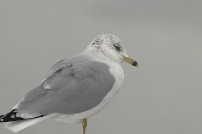 RingbilledGull0054.jpg