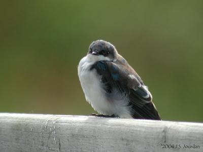 BarnSwallow1230b.jpg