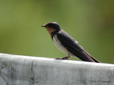 BarnSwallow1237b.jpg