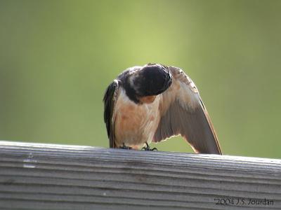 BarnSwallow1242b.jpg