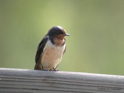 BarnSwallow1243b.jpg