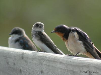 BarnSwallow1245b.jpg