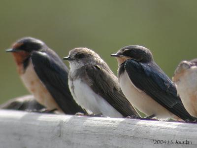BarnSwallow1262b.jpg