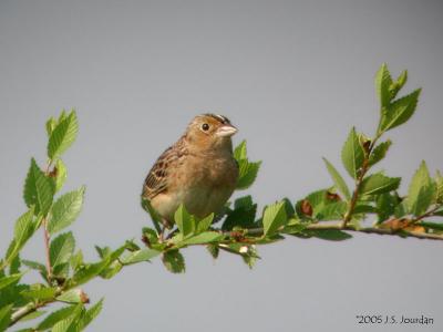 GrasshopperSparrow1667b.jpg