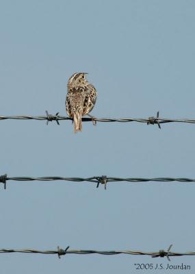 GrasshopperSparrow2056b.jpg