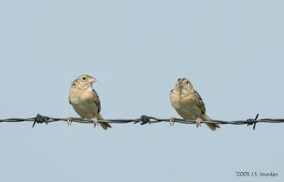 GrasshopperSparrow2098b.jpg