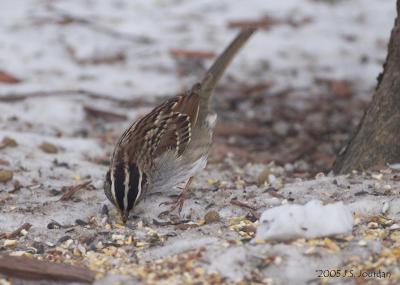 WhitethroatedSparrow0036b.jpg