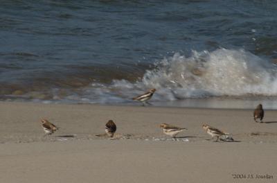 Snowbuntings0074b.jpg