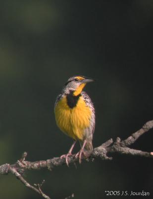 EasternMeadowlark1658b.jpg