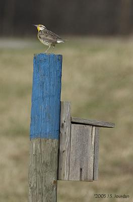 EasternMeadowlark1132b.jpg