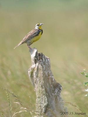 EasternMeadowlark1716b.jpg