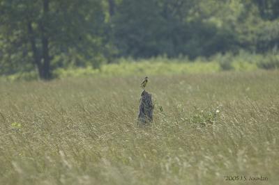 EasternMeadowlark2159b.jpg