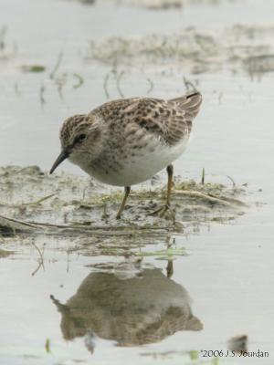 LeastSandpiper4292b.jpg