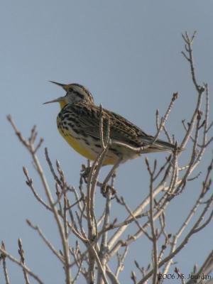 EMeadowlark3641b.jpg