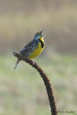 EMeadowlark5756b.jpg