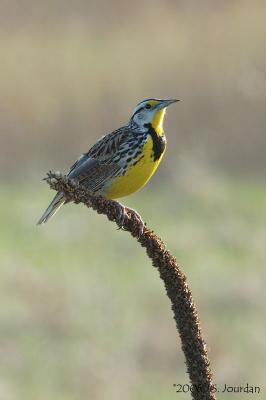 EMeadowlark5758b.jpg