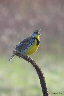 EMeadowlark5774b.jpg