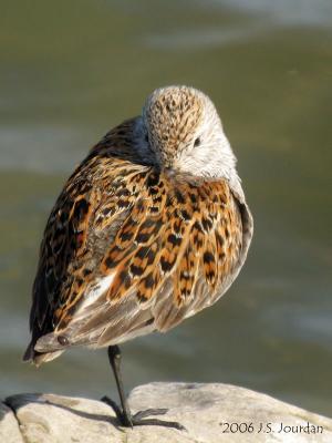 Dunlin4459b.jpg