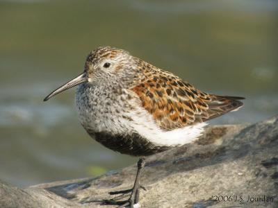 g4/37/381737/3/60691067.Dunlin4489b.jpg