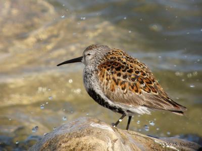 Dunlin4504b.jpg