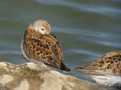 Dunlin4514b.jpg
