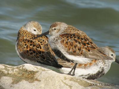 Dunlin4539b.jpg