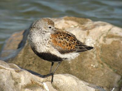 Dunlin4549b.jpg