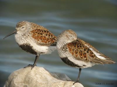 Dunlin4583b.jpg